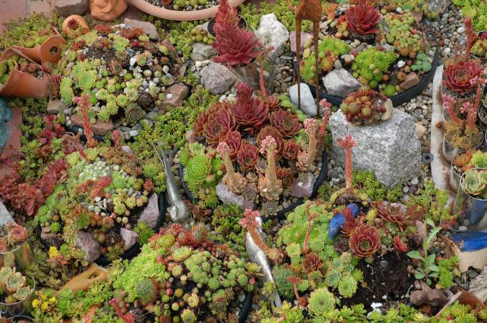 Sempervivum Dachwurz Hauswurz